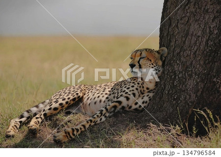 Cheetah Reclining in the Shade of an Acacia Tree on a Sunny Day in Africa 134796584