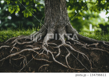 Entangled Tree Roots Underneath Soil Show Natural Chaos and Interconnectedness in Nature 134796611