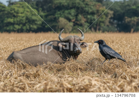 Relaxed Buffalo with Watchful Crow in a Golden Field Under Clear Blue Sky Relaxed Buffalo with Watchful Crow in a Golden Field Under Clear Blue Sky 134796708