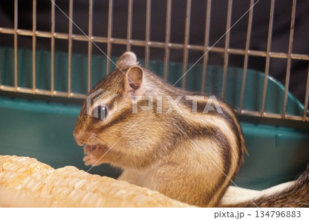 乾燥とうもろこしを食べるシマリス 乾燥とうもろこしを食べるシマリス 134796883