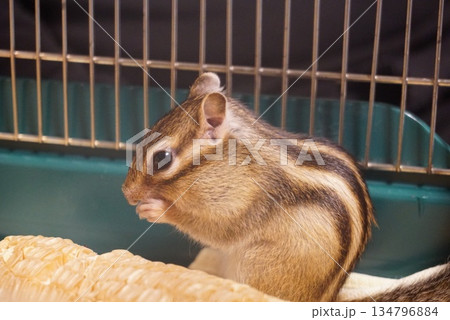 とうもろこしを食べるシマリス 134796884