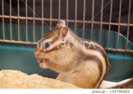 乾燥とうもろこしを食べるシマリス 134796885