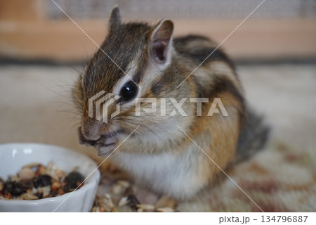 餌を食べるシマリス 餌を食べるシマリス 134796887