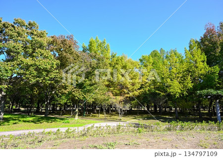 濁川公園に広がる秋の紅葉風景（新潟県新潟市） 134797109