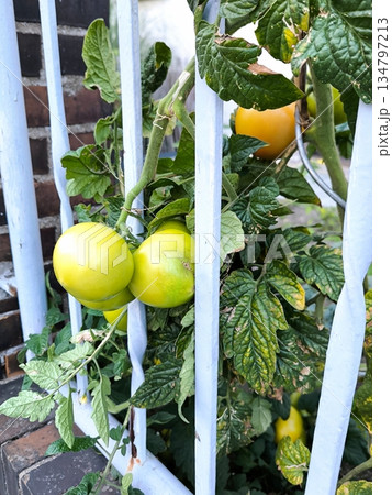 Unripe green tomatoes growing on a branch near a metal fence Unripe green tomatoes growing on a branch near a metal fence 134797213