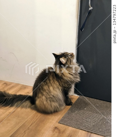 A fluffy Maine Coon sits, looking up intently at a closed door. 134797223