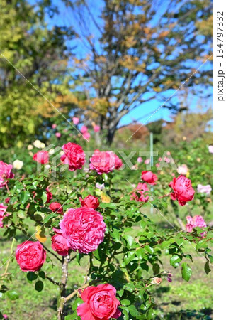 濁川公園で咲く秋のバラ(新潟県新潟市) 濁川公園で咲く秋のバラ(新潟県新潟市) 134797332