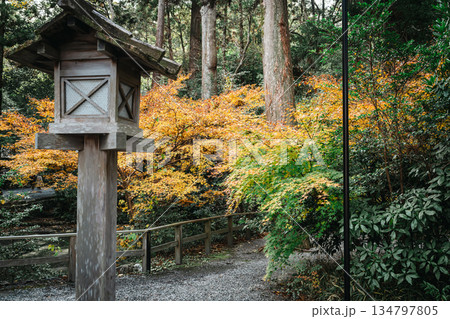 日本神話:神聖な森と川(神宮・五十鈴川) 日本神話:神聖な森と川(神宮・五十鈴川) 134797805