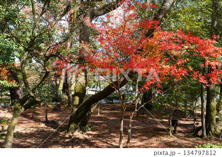 日本神話:神聖な森と川(神宮・五十鈴川) 日本神話:神聖な森と川(神宮・五十鈴川) 134797812