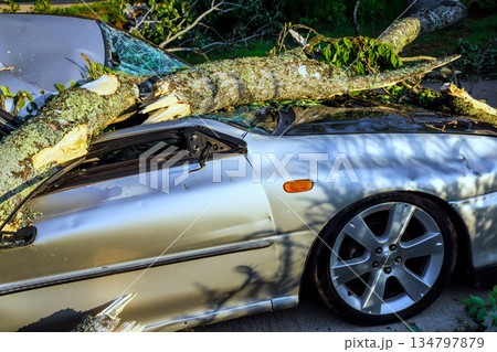Large tree branch rests on top of silver car after storm, car is parked in residential area. Large tree branch rests on top of silver car after storm, car is parked in residential area. 134797879