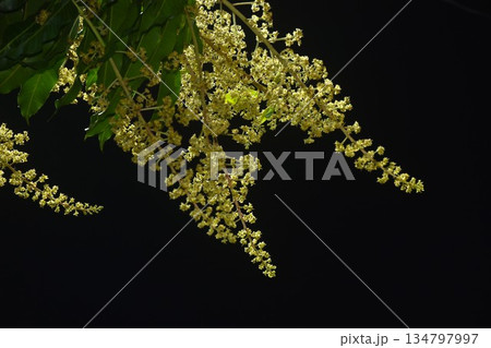 mango flower bloom at treetop and waiting rain for growth to be fruit on garden in summer with dark night sky background mango flower bloom at treetop and waiting rain for growth to be fruit on garden in summer with dark night sky background 134797997