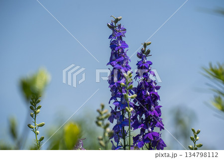 初夏に咲く紫のチドリソウ 134798112