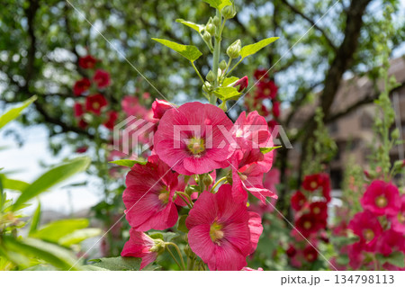 夏にむれて咲く、タチアオイの赤い花 夏にむれて咲く、タチアオイの赤い花 134798113