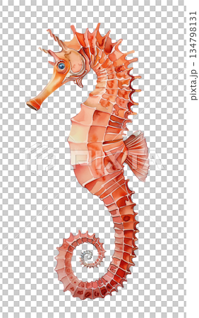 白背景に隔離された美しいタツノオトシゴの水彩画イラスト、オレンジ色の海洋生物のデザイン素材 134798131