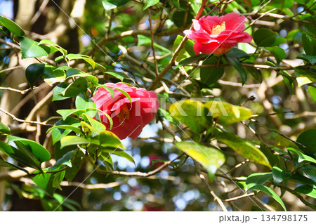 京都　霊鑑寺　春の特別拝観　美しい椿の花（京都府京都市左京区） 134798175