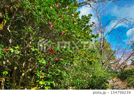 京都　霊鑑寺　春の特別拝観　美しい椿の花（京都府京都市左京区） 134798239