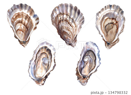 白背景に隔離された美しい貝殻の水彩画イラストセット、海の宝物と巻貝のデザイン素材 白背景に隔離された美しい貝殻の水彩画イラストセット、海の宝物と巻貝のデザイン素材 134798332