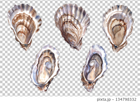 一組水彩插畫，描繪了美麗的貝殼，背景為白色，包含海洋寶藏和海螺設計元素。 134798332