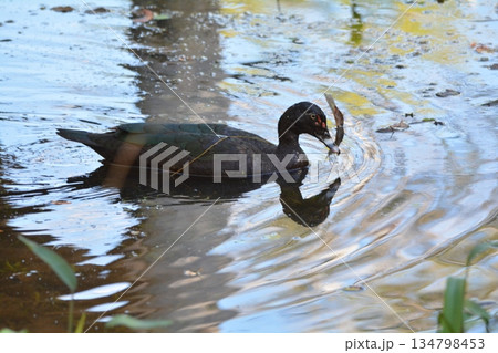 ノバリケン 134798453