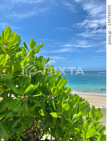 奄美の海と植物 134798505