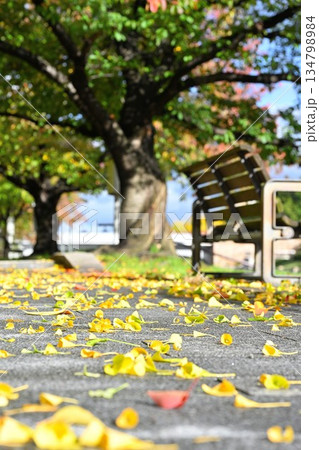 新潟県立スポーツ公園で見られる秋の紅葉景色(新潟県新潟市) 新潟県立スポーツ公園で見られる秋の紅葉景色(新潟県新潟市) 134798984