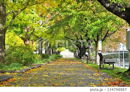 新潟県立スポーツ公園で見られる秋の紅葉景色（新潟県新潟市） 134798987