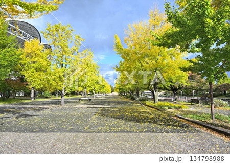 新潟県立スポーツ公園で見られる秋の紅葉景色（新潟県新潟市） 134798988