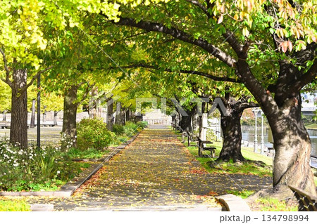 新潟県立スポーツ公園で見られる秋の紅葉景色(新潟県新潟市) 新潟県立スポーツ公園で見られる秋の紅葉景色(新潟県新潟市) 134798994