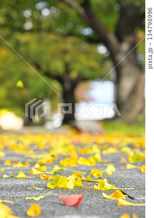 新潟県立スポーツ公園で見られる秋の紅葉景色（新潟県新潟市） 134798996