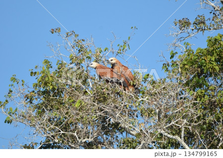 ミサゴノスリ ミサゴノスリ 134799165