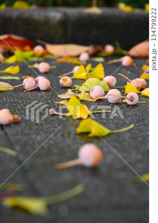 路上に散らばるギンナンの実 134799222