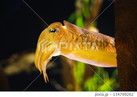 Golden cuttlefish swimming near underwater plants with vivid texture and bright coloration 134799262