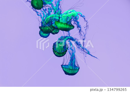 Abstract composition of glowing green jellyfish with flowing blue tentacles on pastel background 134799265