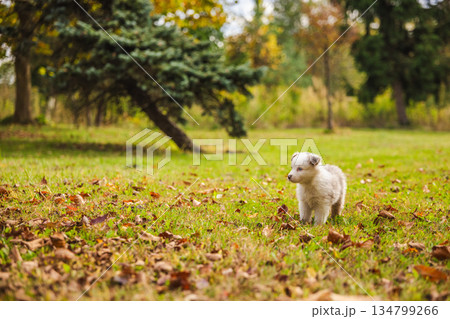 Australian Shepherd puppy standing on green grass surrounded by fallen autumn leaves, fluffy white dog in sunny park with trees in background 134799266