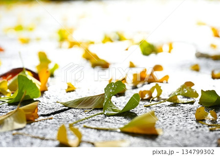 新潟県立スポーツ公園で見られる秋の紅葉景色（新潟県新潟市） 134799302