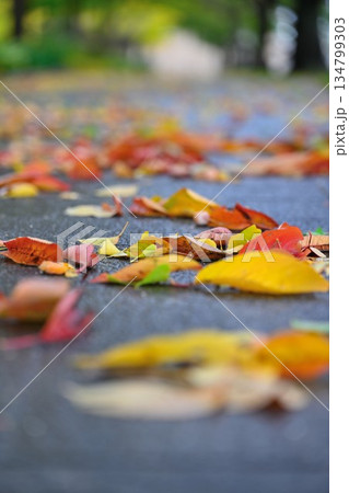 新潟県立スポーツ公園で見られる秋の紅葉景色（新潟県新潟市） 134799303