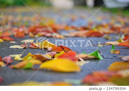新潟県立スポーツ公園で見られる秋の紅葉景色(新潟県新潟市) 新潟県立スポーツ公園で見られる秋の紅葉景色(新潟県新潟市) 134799304