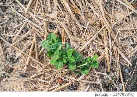 冬の野菜畑のえんどう 冬の野菜畑のえんどう 134799370