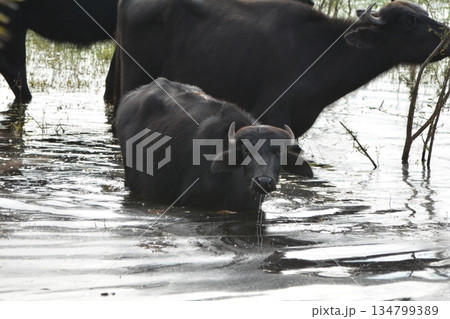 ムラーバッファロー 134799389