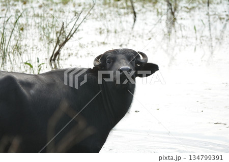 ムラーバッファロー 134799391