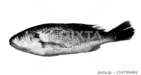石持の魚拓のイメージ 石持の魚拓のイメージ 134799469
