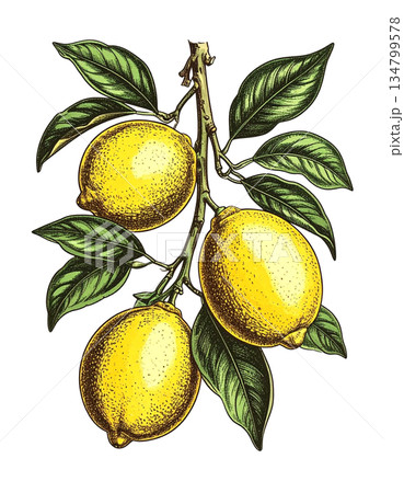 ヴィンテージな雰囲気の植物イラスト　レモン 134799578