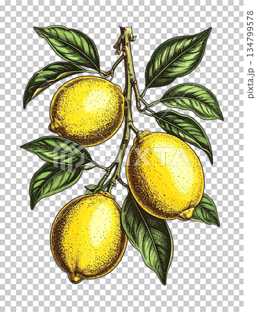 ヴィンテージな雰囲気の植物イラスト　レモン 134799578