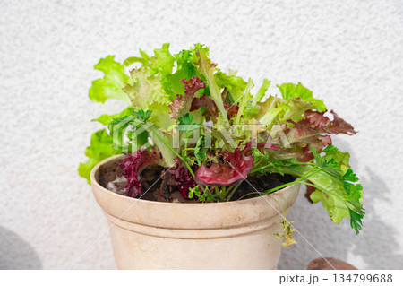 鉢に植えたレタスミックスとイタリアンパセリ 鉢に植えたレタスミックスとイタリアンパセリ 134799688