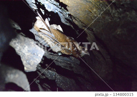 アブラヨタカ 134800315