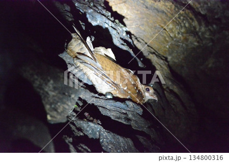 アブラヨタカ 134800316