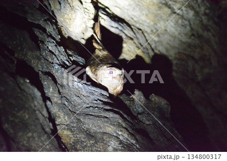 アブラヨタカ 134800317