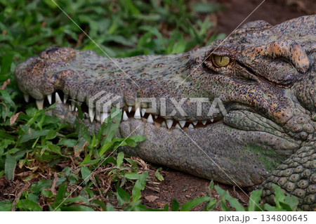Close up head crocodile in the garden 134800645
