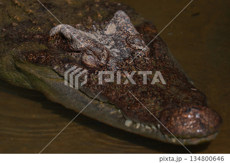 The crocodile is sleep on the river near canal The crocodile is sleep on the river near canal 134800646