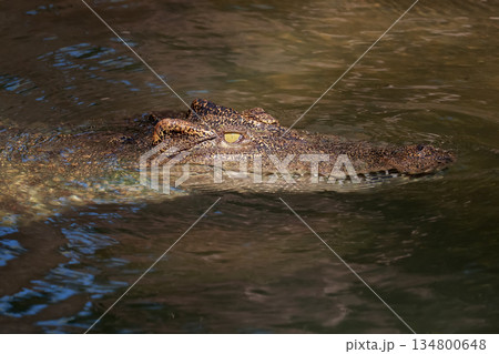 The crocodile is show head in the river The crocodile is show head in the river 134800648